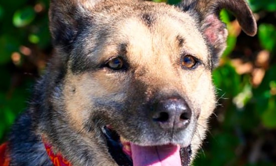 Want to adopt a pet? Here are 4 cuddly canines to adopt now in Sunnyvale