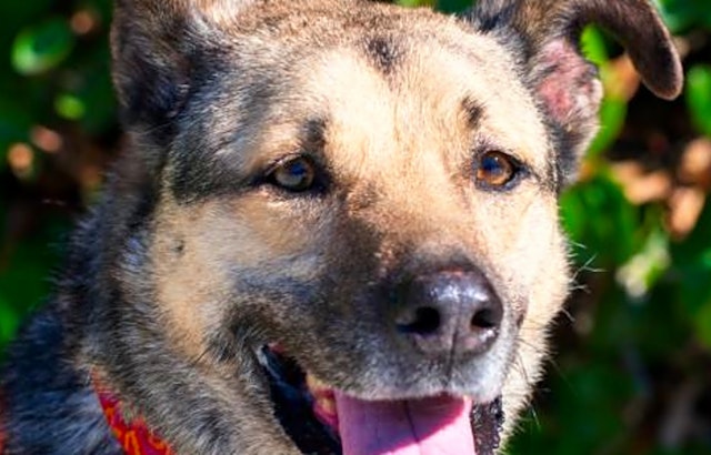 Want to adopt a pet? Here are 4 cuddly canines to adopt now in Sunnyvale