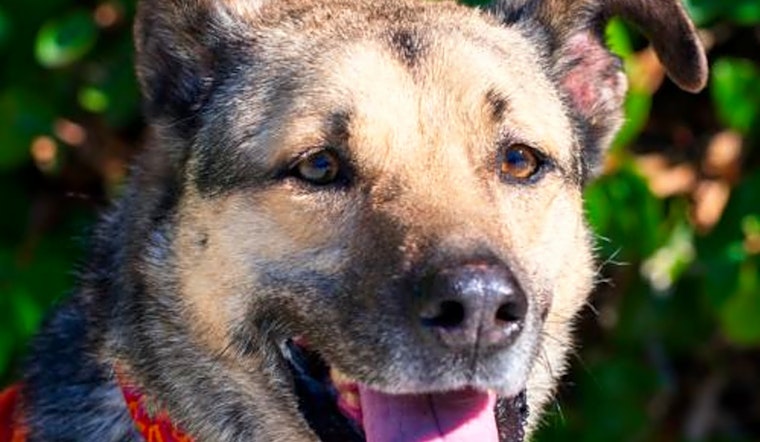 Want to adopt a pet? Here are 4 cuddly canines to adopt now in Sunnyvale