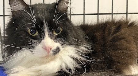 These Portland-based cats are up for adoption and in need of a good home