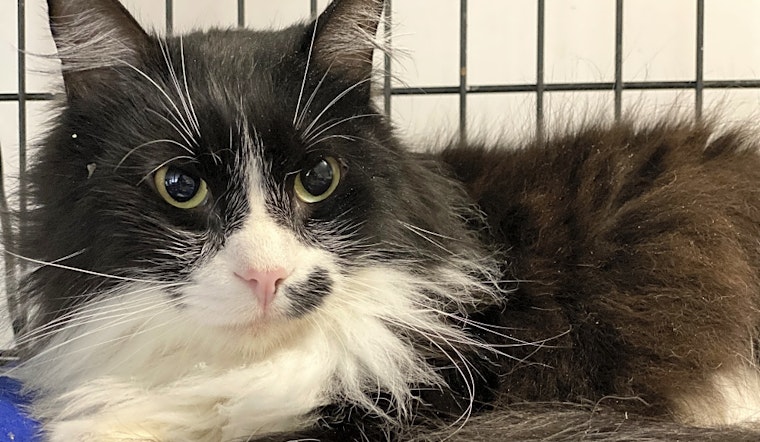 These Portland-based cats are up for adoption and in need of a good home