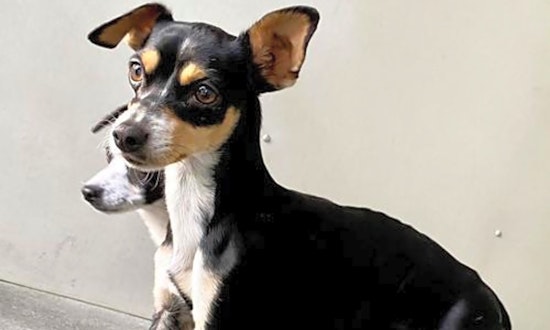 Looking to adopt a pet? Here are 7 lovable pups to adopt now in Seattle