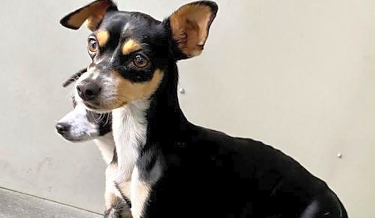 Looking to adopt a pet? Here are 7 lovable pups to adopt now in Seattle