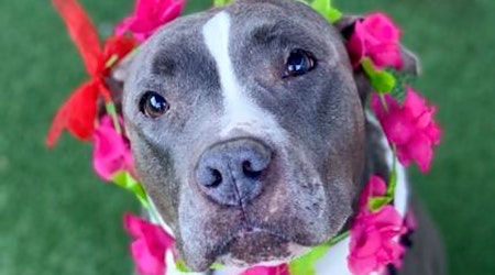 6 delightful doggies to adopt now in Sacramento