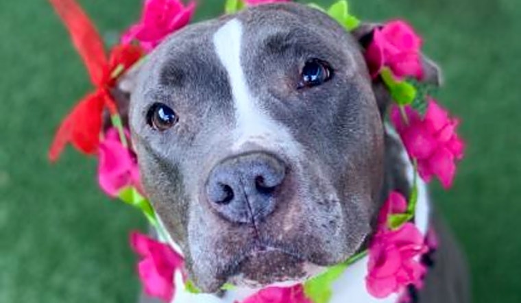 6 delightful doggies to adopt now in Sacramento