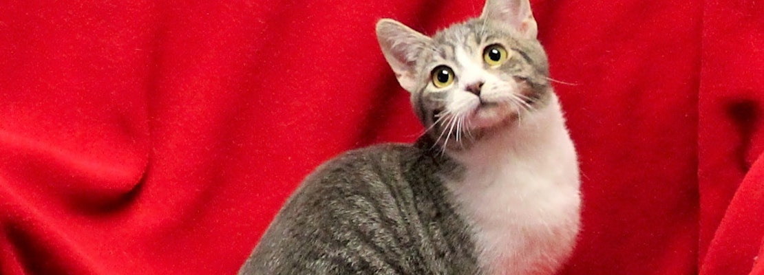 These Stockton-based kitties are up for adoption and in need of a good home