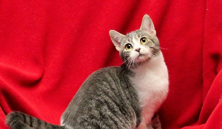 These Stockton-based kitties are up for adoption and in need of a good home