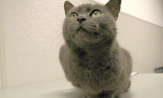 7 charming cats to adopt now in Washington