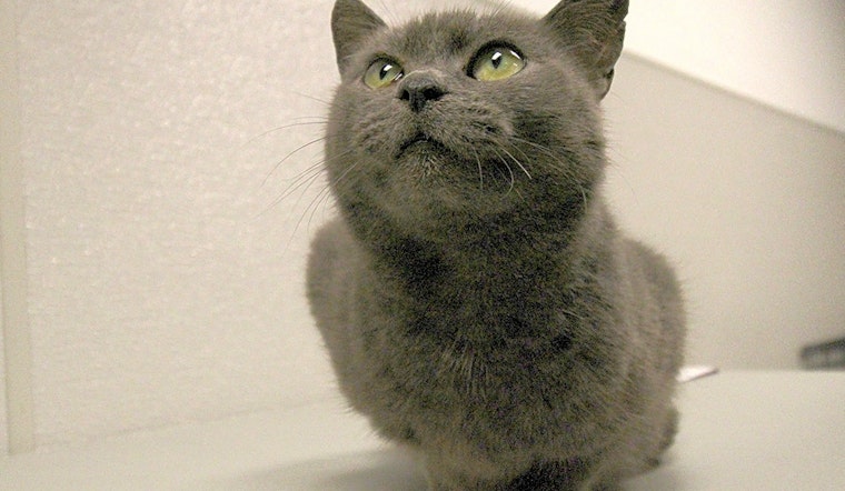7 charming cats to adopt now in Washington