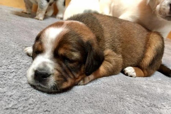 Want to adopt a pet? Here are 3 precious puppies to adopt now in New York City