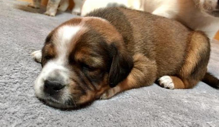 Want to adopt a pet? Here are 3 precious puppies to adopt now in New York City