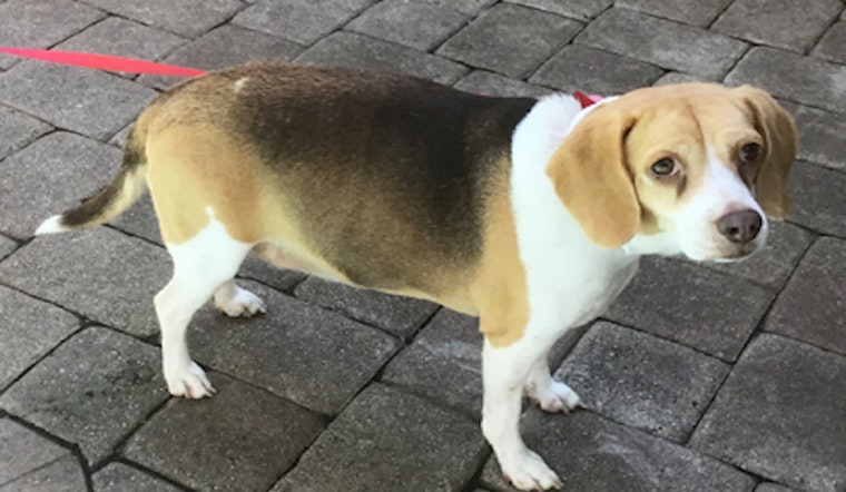 Looking to adopt a pet? Here are 5 lovable pups to adopt now in Tampa