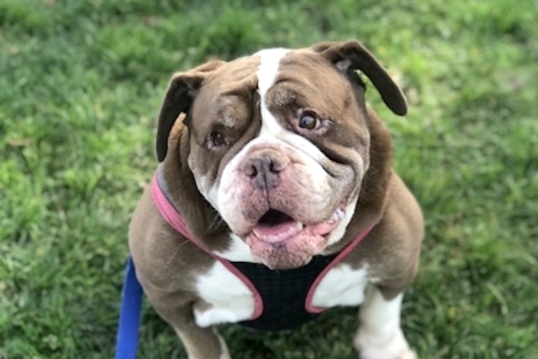 7 cuddly canines to adopt in Santa Ana