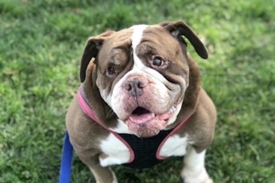 7 cuddly canines to adopt in Santa Ana