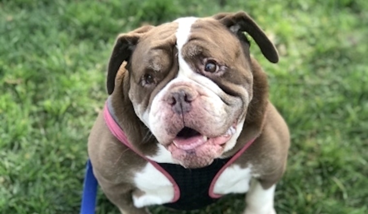 7 cuddly canines to adopt in Santa Ana