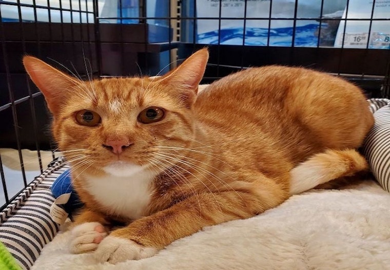Want to adopt a pet? Here are 5 charming cats to adopt now in Arlington