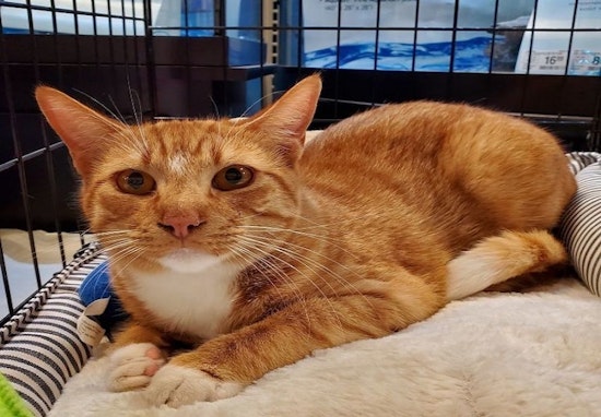 Want to adopt a pet? Here are 5 charming cats to adopt now in Arlington