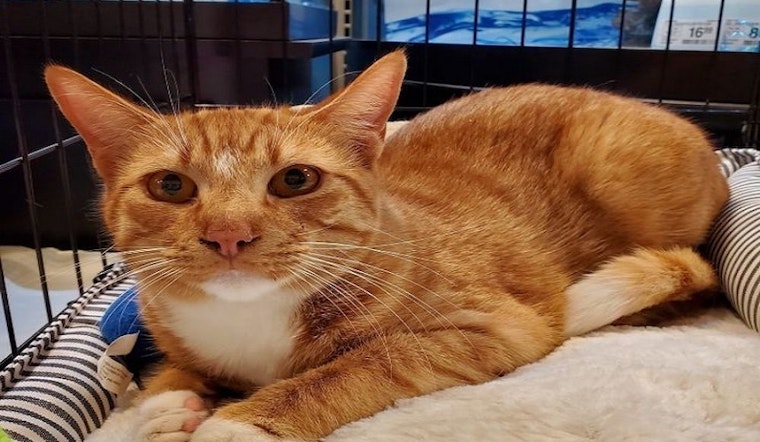 Want to adopt a pet? Here are 5 charming cats to adopt now in Arlington