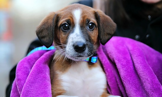 These New York City-based puppies are up for adoption and in need of a good home