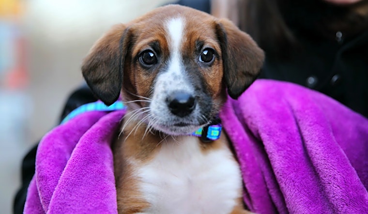 These New York City-based puppies are up for adoption and in need of a good home