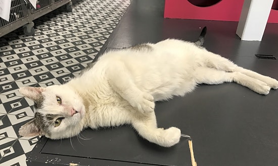 These Jersey City-based felines are up for adoption and in need of a good home