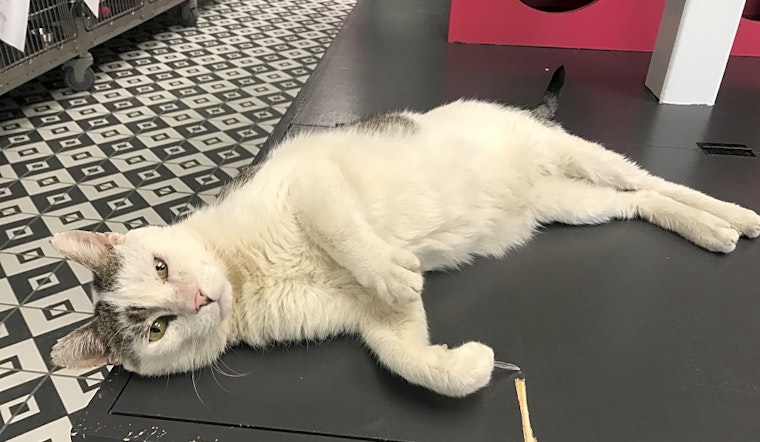 These Jersey City-based felines are up for adoption and in need of a good home