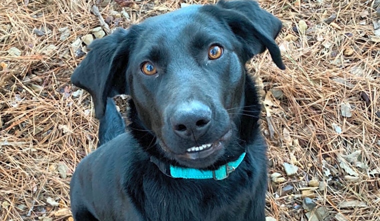 These Boston-based pups are up for adoption and in need of a good home