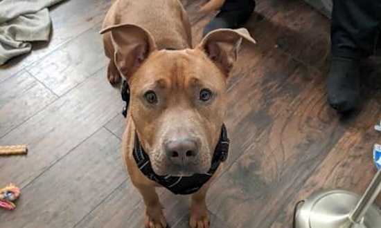 These Philadelphia-based pups are up for adoption and in need of a good home