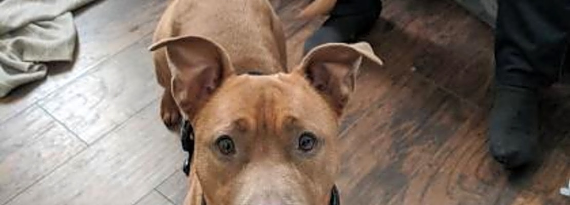These Philadelphia-based pups are up for adoption and in need of a good home