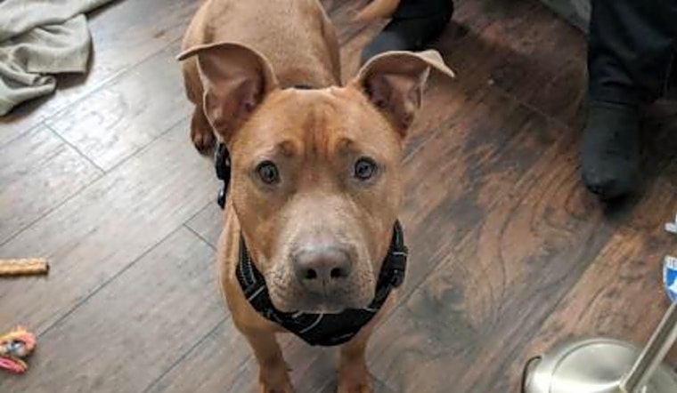 These Philadelphia-based pups are up for adoption and in need of a good home