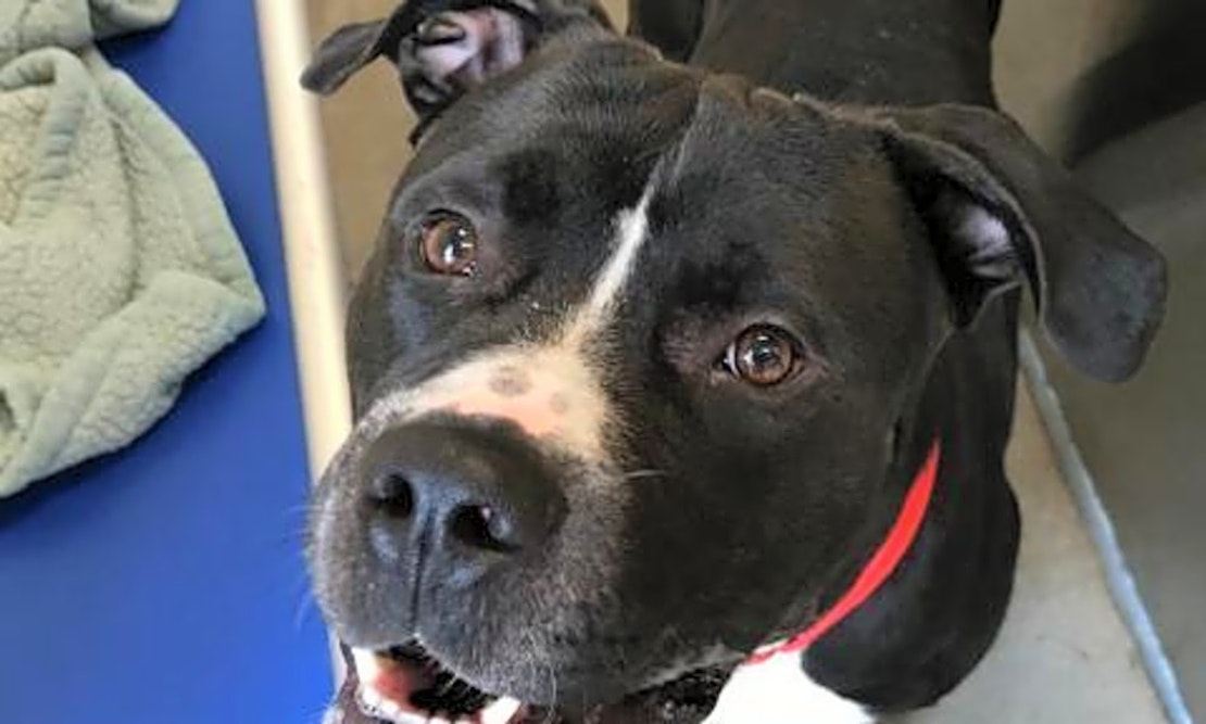 Want to adopt a pet? Here are 5 lovable pups to adopt now in Pittsburgh