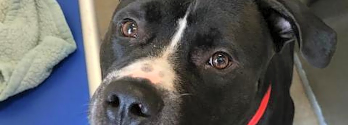 Want to adopt a pet? Here are 5 lovable pups to adopt now in Pittsburgh