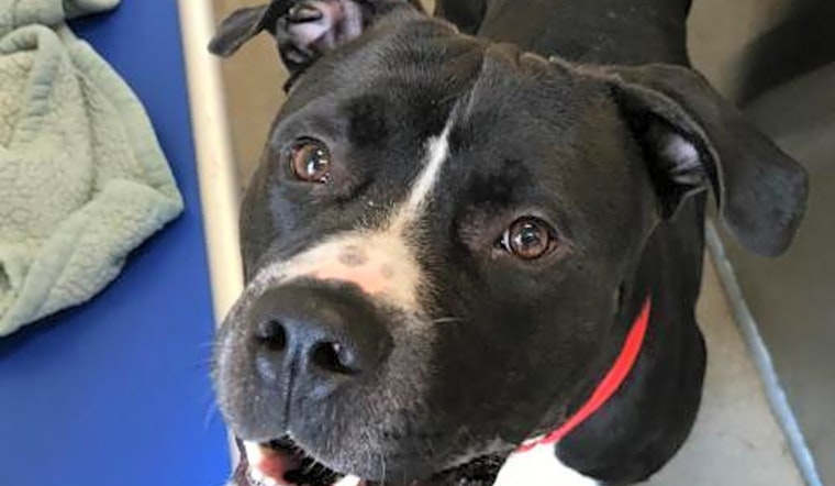 Want to adopt a pet? Here are 5 lovable pups to adopt now in Pittsburgh