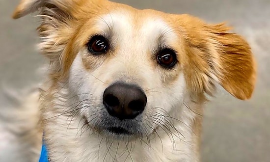 These Baltimore-based dogs are up for adoption and in need of a good home