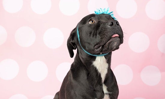 These Cleveland-based pups are up for adoption and in need of a good home