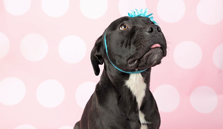 These Cleveland-based pups are up for adoption and in need of a good home