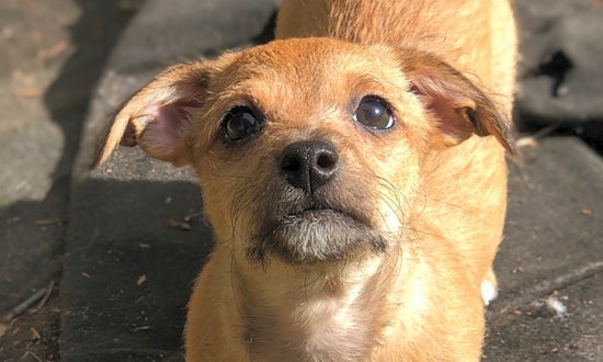 Looking to adopt a pet? Here are 7 cuddly canines to adopt now in Raleigh