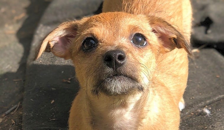 Looking to adopt a pet? Here are 7 cuddly canines to adopt now in Raleigh