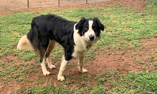 These Durham-based pups are up for adoption and in need of a good home