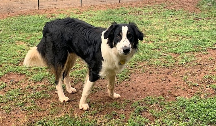 These Durham-based pups are up for adoption and in need of a good home