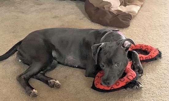Want to adopt a pet? Here are 5 cuddly canines to adopt now in Charlotte