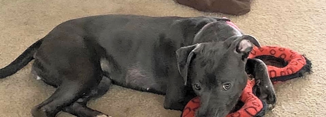 Want to adopt a pet? Here are 5 cuddly canines to adopt now in Charlotte