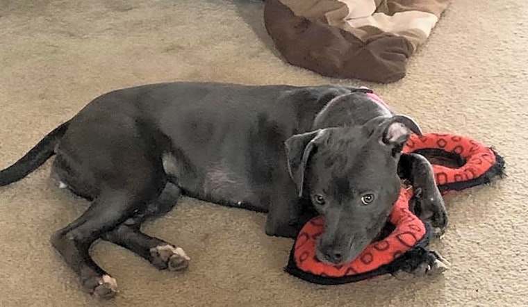 Want to adopt a pet? Here are 5 cuddly canines to adopt now in Charlotte