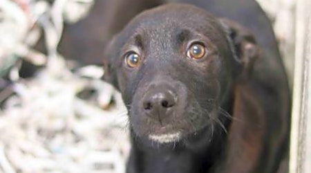 These Atlanta-based puppies are up for adoption and in need of a good home