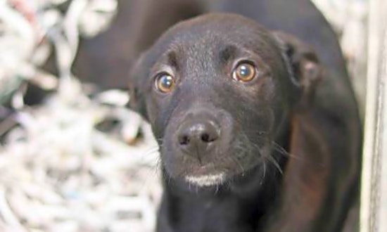 These Atlanta-based puppies are up for adoption and in need of a good home