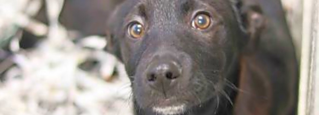 These Atlanta-based puppies are up for adoption and in need of a good home