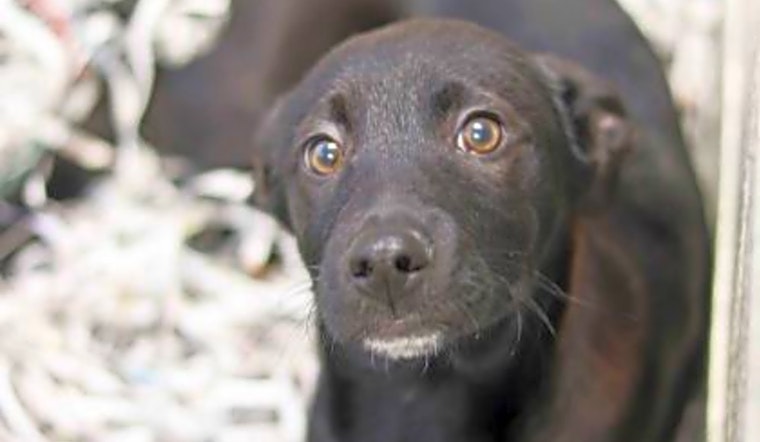 These Atlanta-based puppies are up for adoption and in need of a good home