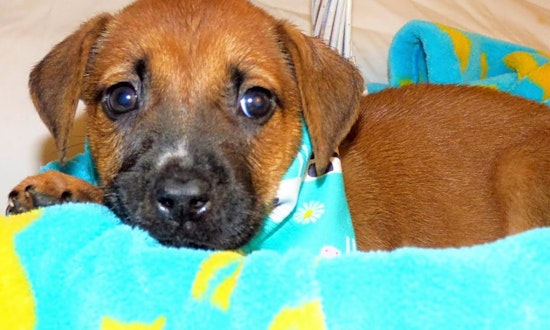 3 adorable pups to adopt now in Jacksonville