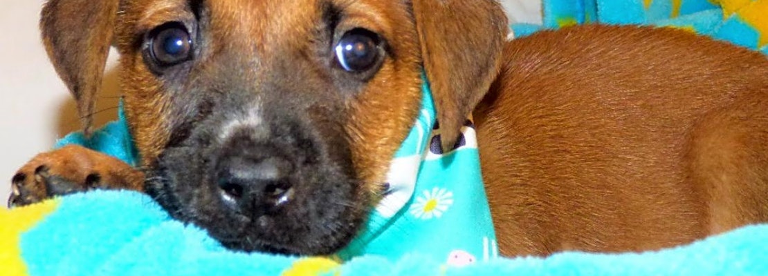 3 adorable pups to adopt now in Jacksonville
