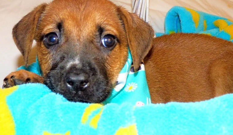 3 adorable pups to adopt now in Jacksonville